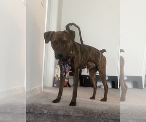 Father of the American Pit Bull Terrier-Labrador Retriever Mix puppies born on 07/04/2025