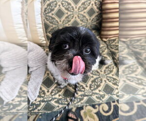 Miguel Vargas - Male Lhasa Apso-Unknown Mix Dog for Adoption - Photo #3