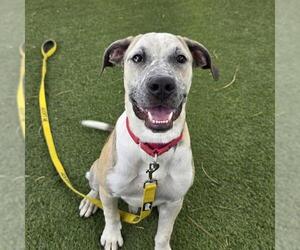 Mastiff-Unknown Mix Dogs for adoption in Las Vegas, NV, USA