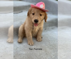Golden Retriever Puppy for Sale in CATOOSA, Oklahoma USA