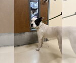 OREO - Male Mutt Dog for Adoption - Small photo