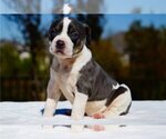 Small Photo #1 American Bulldog Puppy For Sale in DURHAM, NC, USA