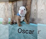 Small Photo #2 English Bulldog Puppy For Sale in MILLERSBURG, OH, USA