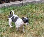 Small #2 Chihuahua