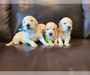 Golden Retriever Puppy for sale in ROYSE CITY, TX, USA