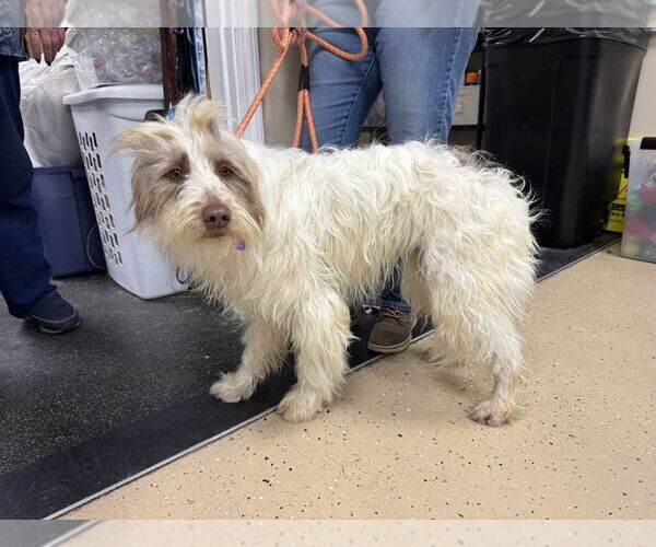 Medium Photo #2 Mutt Puppy For Sale in Mundelein, IL, USA