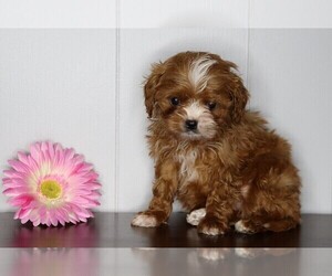 Cavalier King Charles Spaniel-Poodle (Standard) Mix Puppy for sale in FREDERICKSBG, OH, USA