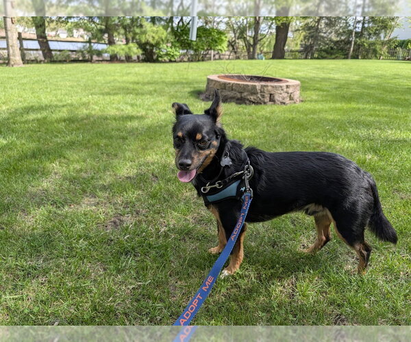 Medium Photo #2 Chipin Puppy For Sale in Mundelein, IL, USA