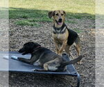 Small #6 Beagle Mix