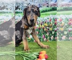 Small #4 Catahoula Leopard Dog