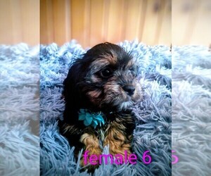 Cock-A-Tzu Puppy for sale in WOBURN, MA, USA