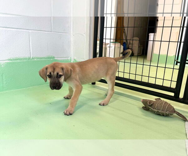 Medium Photo #14 Anatolian Shepherd-Rhodesian Ridgeback Mix Puppy For Sale in Higley, AZ, USA