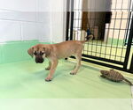 Small #13 Anatolian Shepherd-Rhodesian Ridgeback Mix