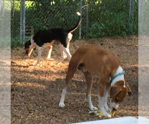 Medium Photo #21 Retriever -Unknown Mix Puppy For Sale in Rockaway, NJ, USA