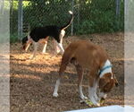 Small #20 Retriever  Mix