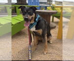 Small Australian Shepherd Mix