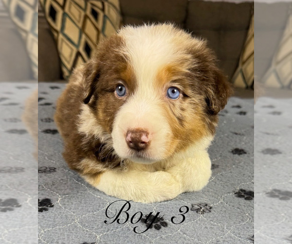 Medium Photo #7 Australian Shepherd Puppy For Sale in SALISBURY, NC, USA