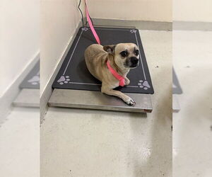 Chihuahua Dogs for adoption in Fremont, CA, USA