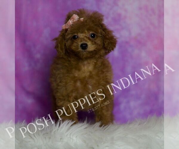 Medium Photo #4 Poodle (Miniature) Puppy For Sale in WARSAW, IN, USA
