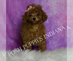 Small Photo #71 Poodle (Miniature) Puppy For Sale in WARSAW, IN, USA