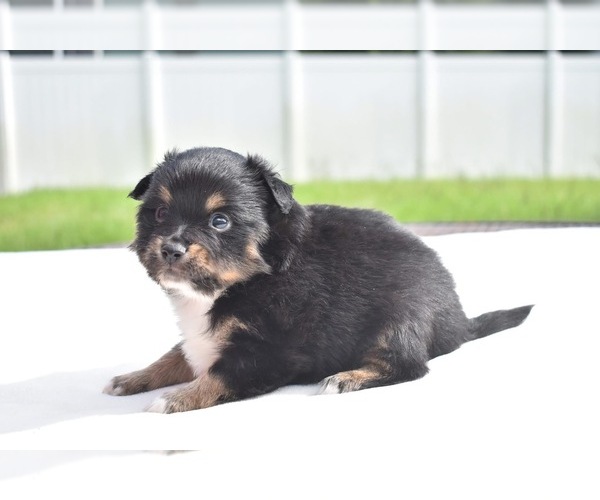 Medium Photo #3 Miniature Australian Shepherd Puppy For Sale in PALM COAST, FL, USA