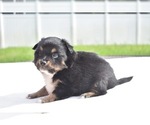 Small #2 Miniature Australian Shepherd