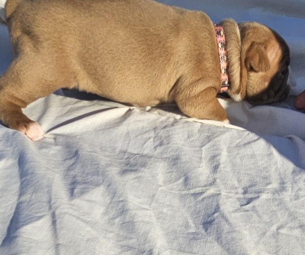 Medium Photo #1 Boston Terrier Puppy For Sale in BERYL, UT, USA