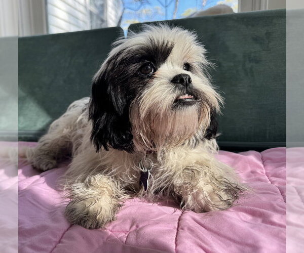 Medium Photo #2 Shih Tzu Puppy For Sale in Oak Bluffs, MA, USA