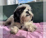 Small #1 Shih Tzu
