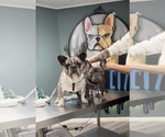 Small Photo #1 French Bulldog Puppy For Sale in OAKLAND, CA, USA