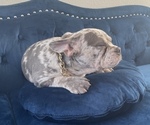 Small Photo #11 French Bulldog Puppy For Sale in COLORADO SPRINGS, CO, USA