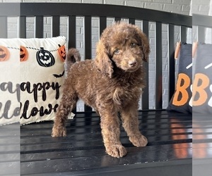 Labradoodle Puppy for sale in FRANKLIN, IN, USA