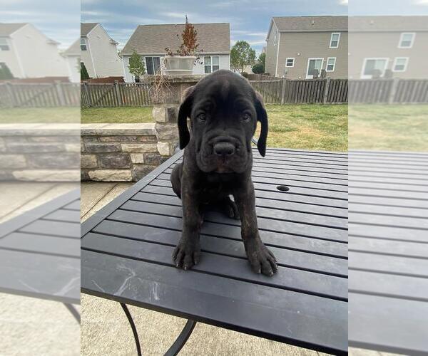 Medium Photo #5 Cane Corso Puppy For Sale in DELAWARE, OH, USA
