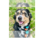 Small #6 Bernese Mountain Dog-Irish Terrier Mix