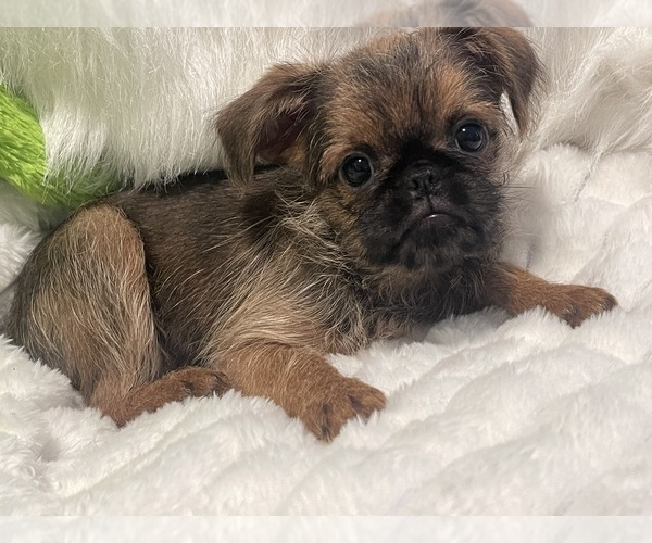 Medium Photo #9 Brussels Griffon Puppy For Sale in LEXINGTON, VA, USA