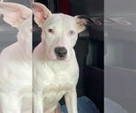 Small American Staffordshire Terrier-Labrador Retriever Mix