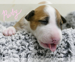 Small Photo #2 Bull Terrier Puppy For Sale in KENDALL, FL, USA