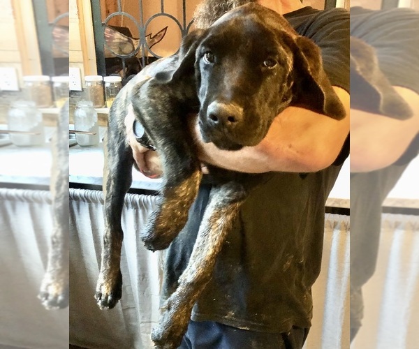 Medium Photo #6 Mastiff Puppy For Sale in BRANTLEY, AL, USA