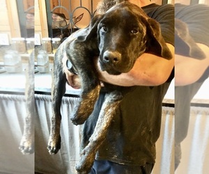 Medium Mastiff