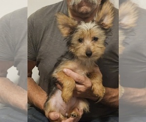 Yoranian-Yorkshire Terrier Mix Puppy for Sale in HUDDLESTON, Virginia USA