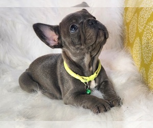 French Bulldog Litter for sale in GRAND JCT, CO, USA
