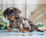 Puppy Leader Dachshund