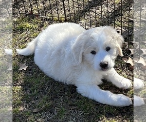 Pyredoodle Puppy for sale in SHERMAN, TX, USA