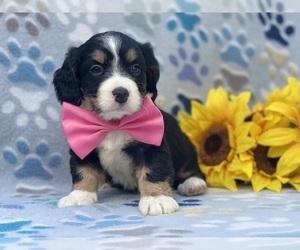 Bernedoodle (Miniature) Puppy for sale in LANCASTER, PA, USA