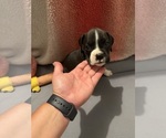 Puppy Puppy 3 Boxer