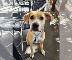 Labrador Retriever-Unknown Mix Dogs for adoption in Euless, TX, USA