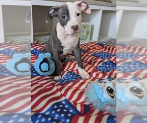 American Bully Puppy for sale in GROVETOWN, GA, USA