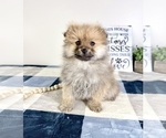 Small #4 Pomeranian
