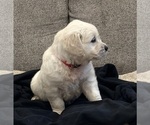 Small #9 English Cream Golden Retriever