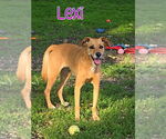 Small #1 Golden Retriever-Retriever  Mix